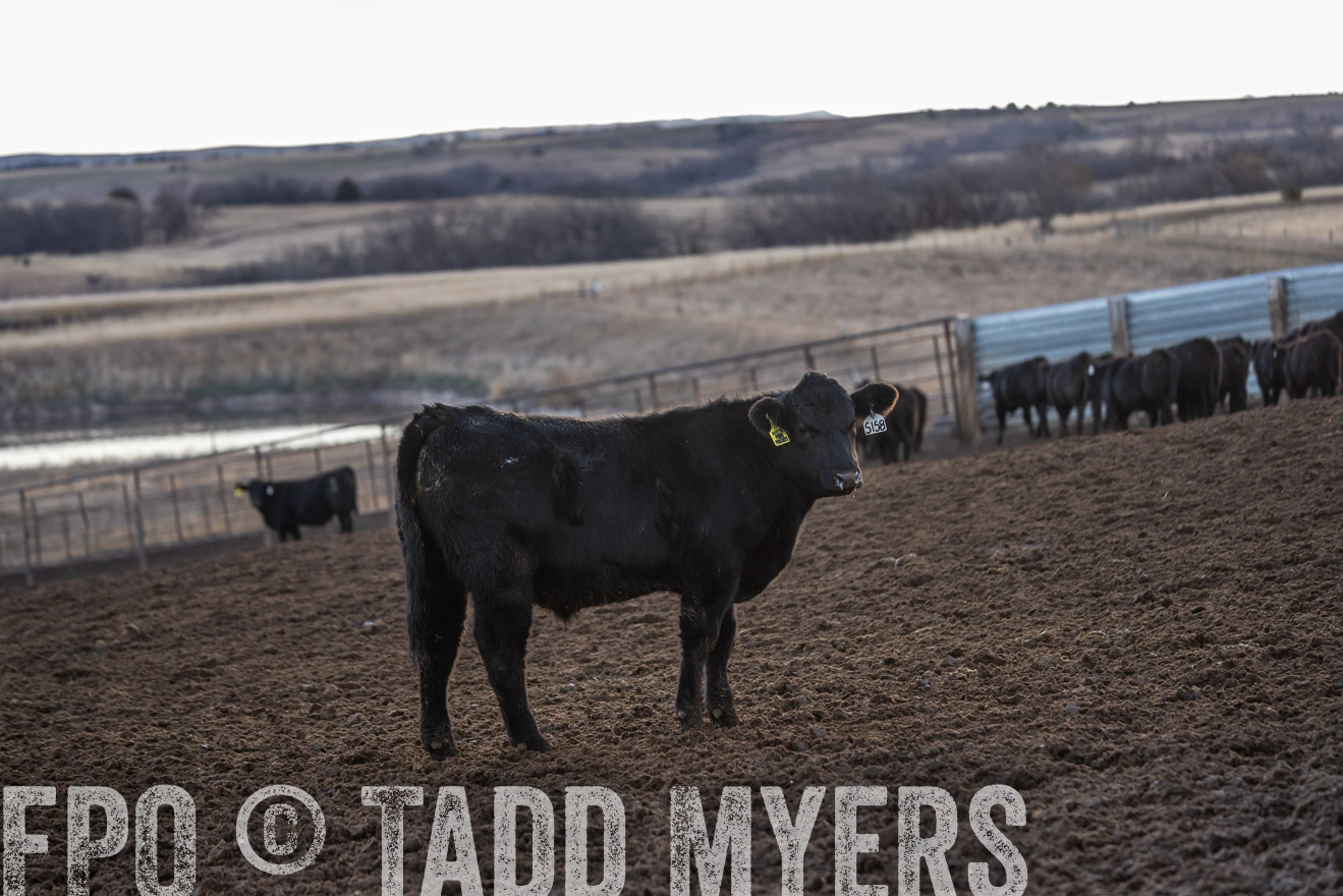 TMyers_PP_LazyJRanch_BurkeSD_Nov2024-524267
