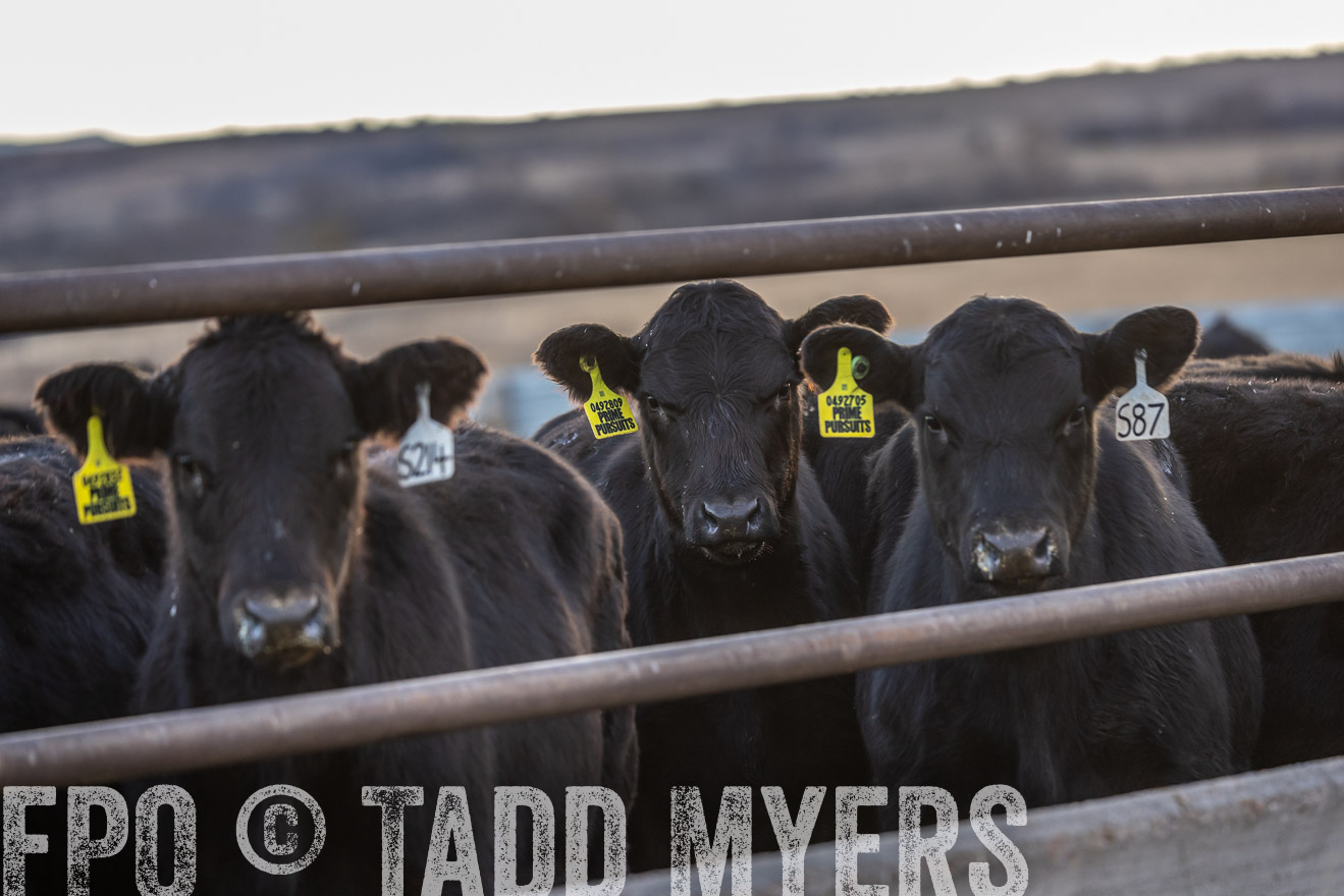 TMyers_PP_LazyJRanch_BurkeSD_Nov2024-524304