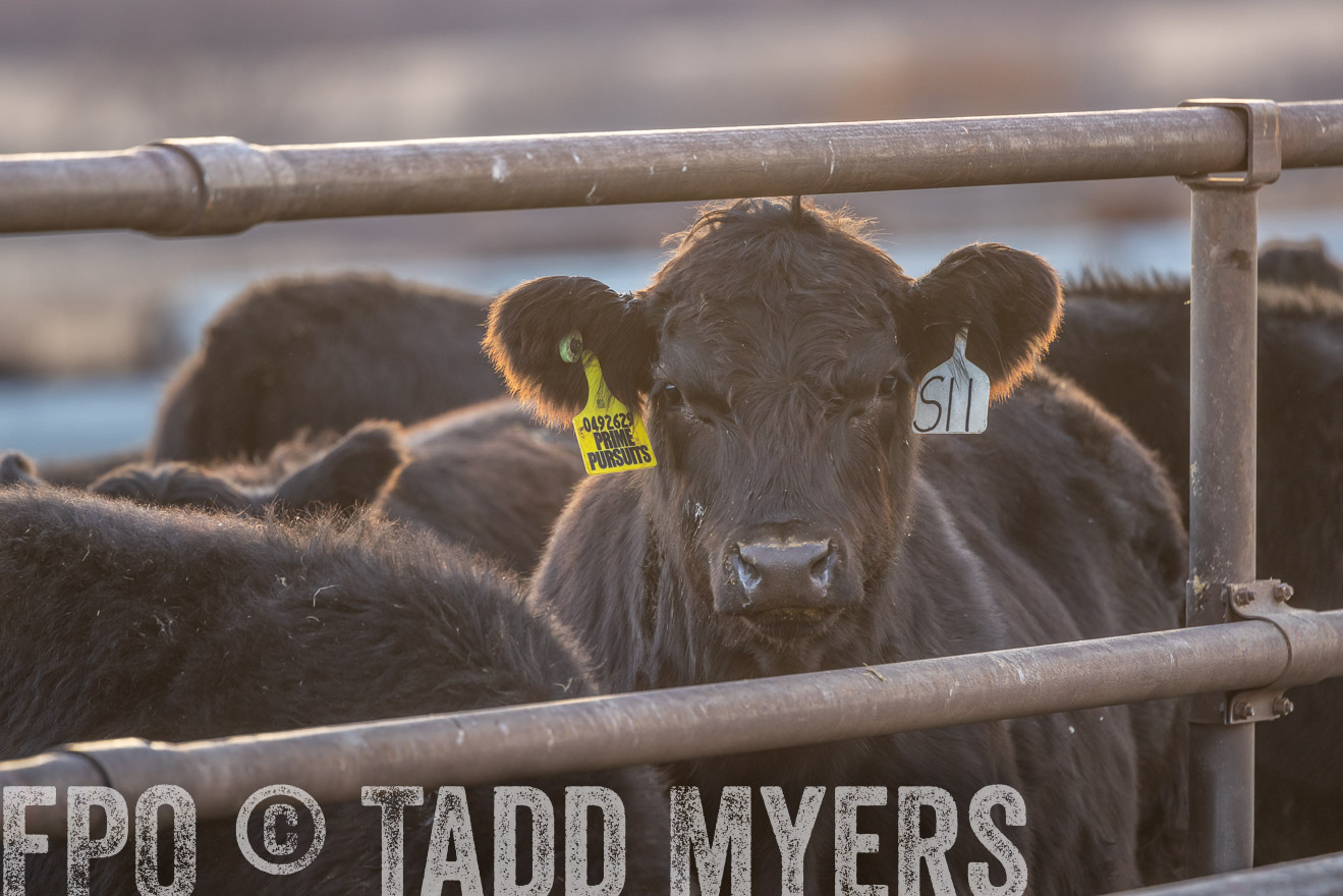 TMyers_PP_LazyJRanch_BurkeSD_Nov2024-524321