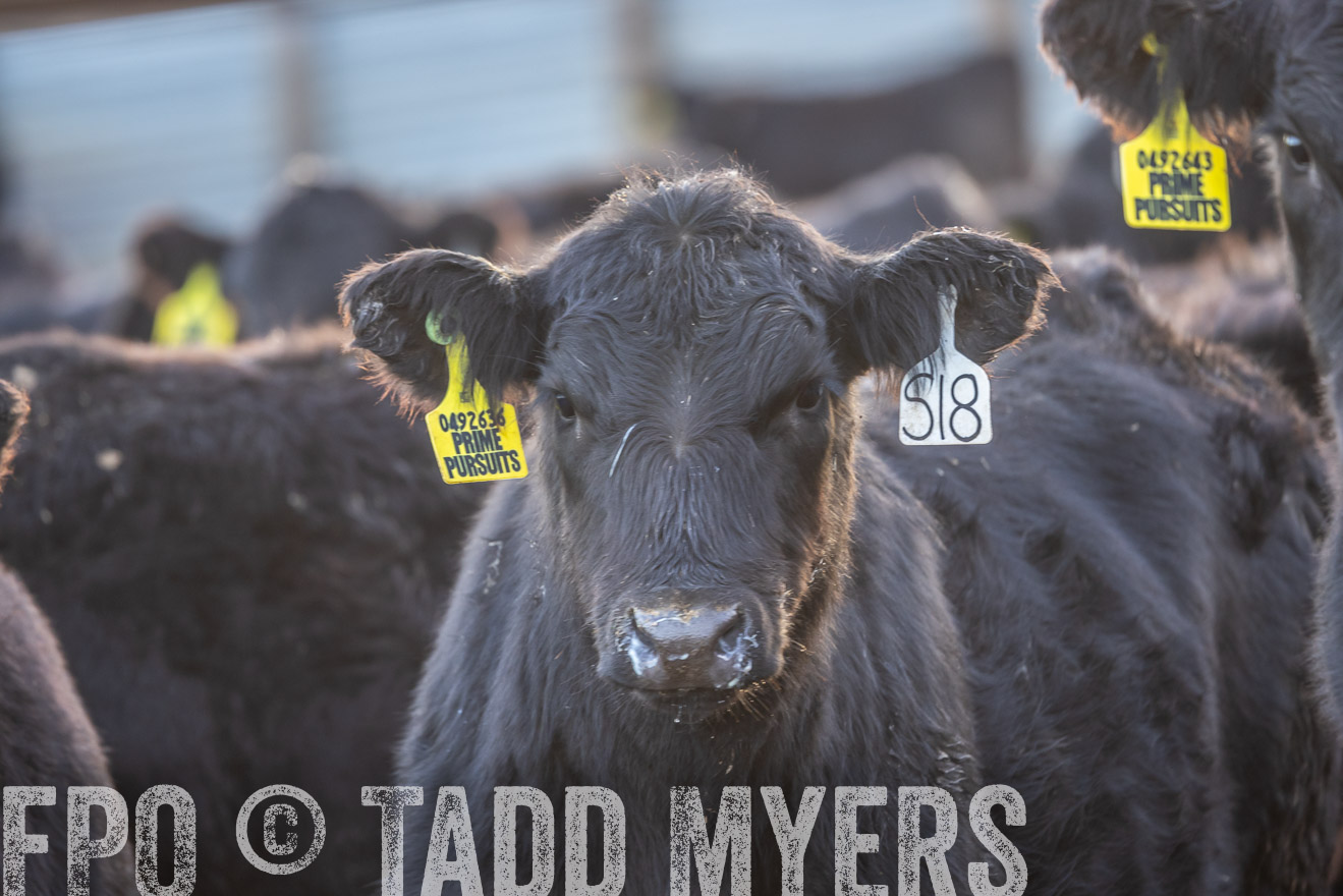 TMyers_PP_LazyJRanch_BurkeSD_Nov2024-524335