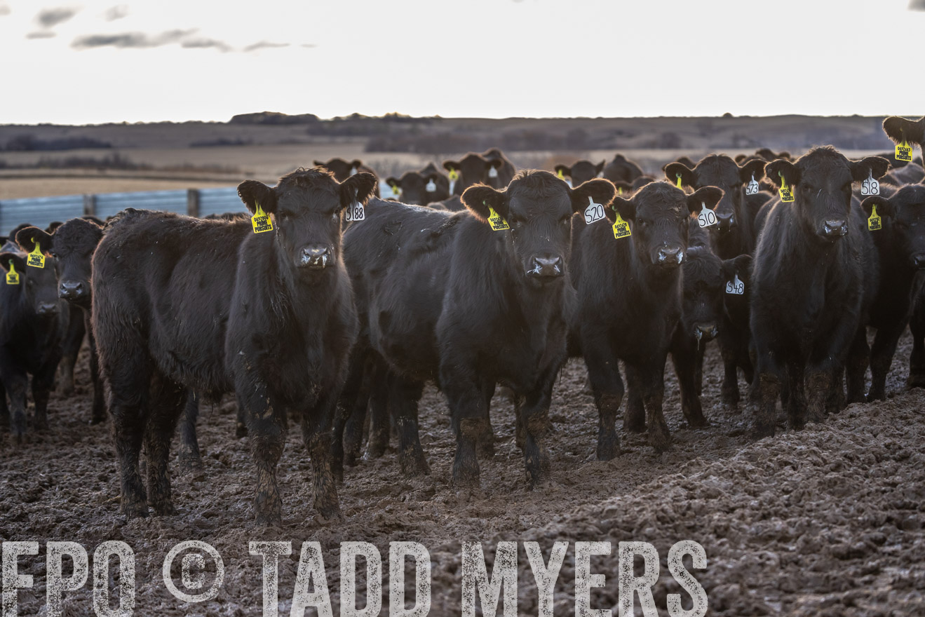 TMyers_PP_LazyJRanch_BurkeSD_Nov2024-524360