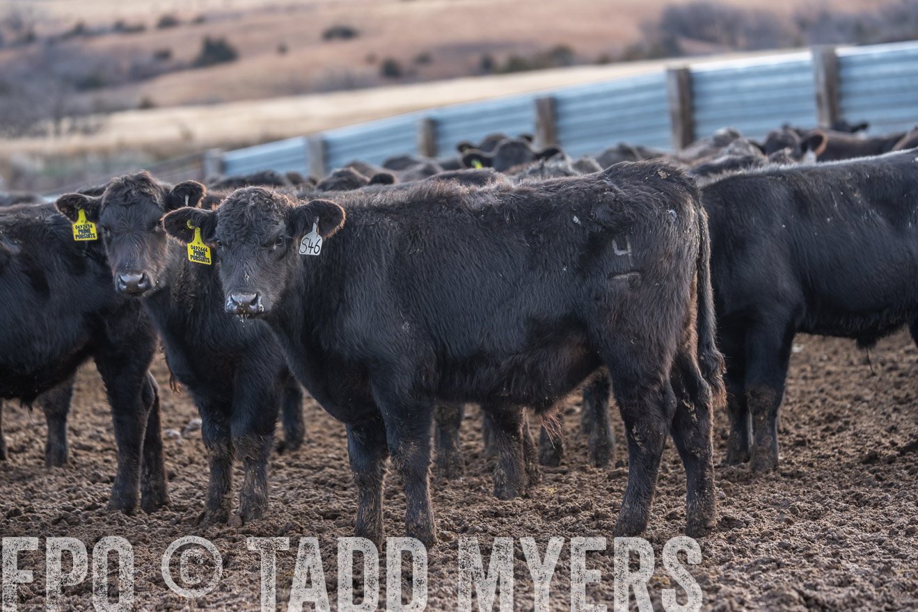 TMyers_PP_LazyJRanch_BurkeSD_Nov2024-524416
