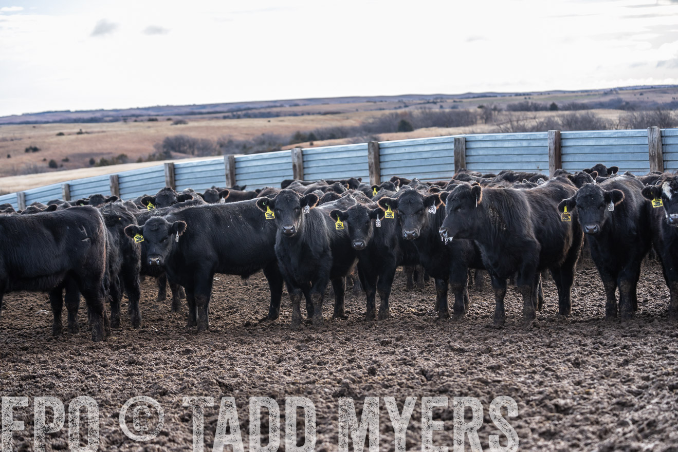 TMyers_PP_LazyJRanch_BurkeSD_Nov2024-524421