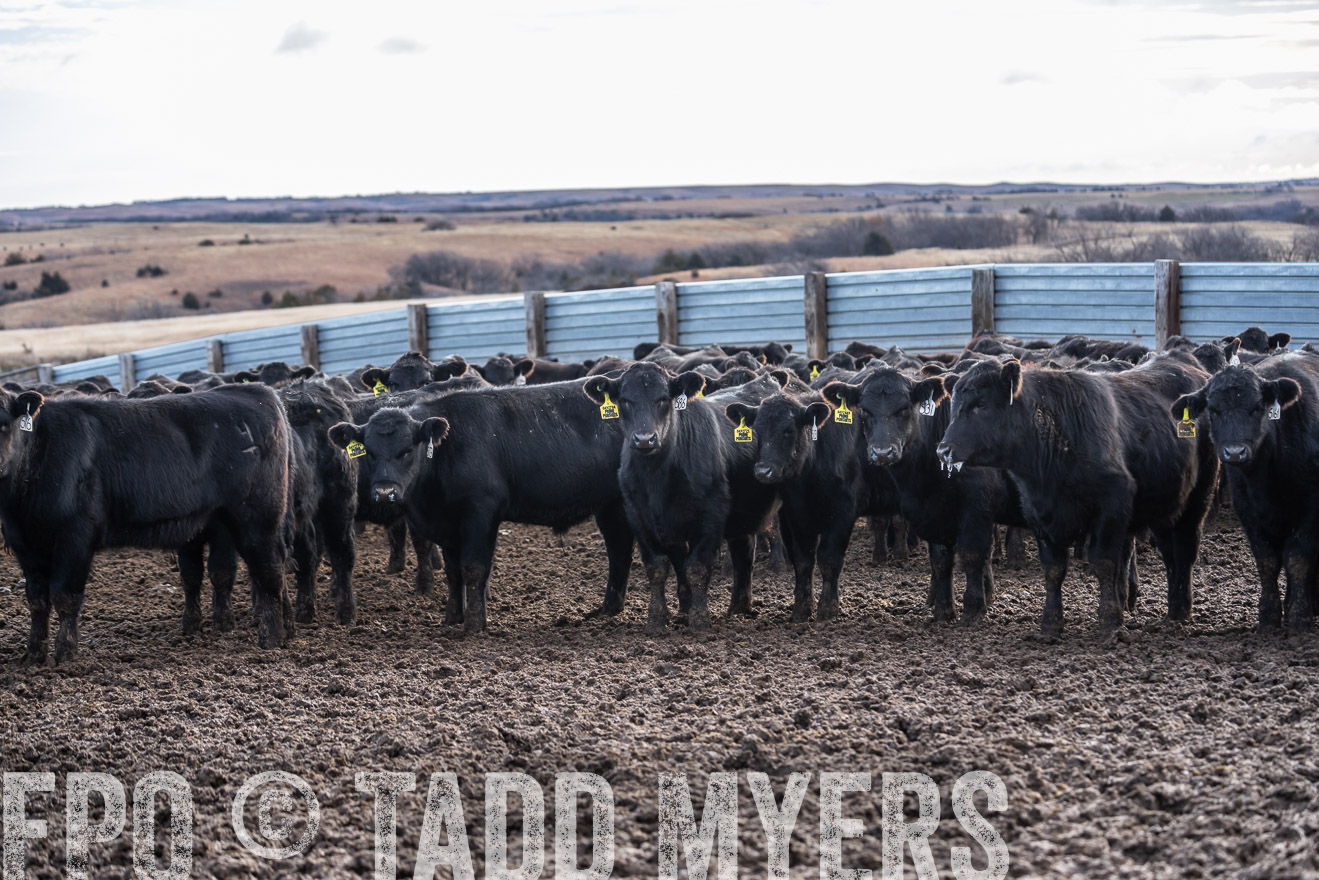 TMyers_PP_LazyJRanch_BurkeSD_Nov2024-524424