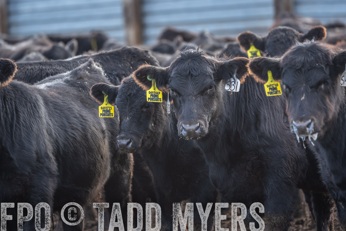 TMyers_PP_LazyJRanch_BurkeSD_Nov2024-524438