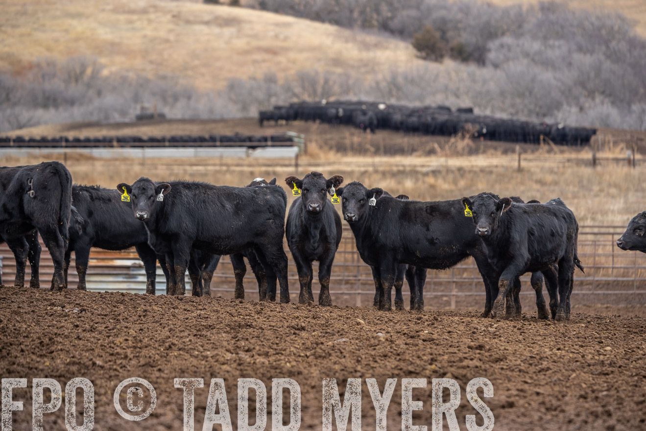 TMyers_PP_LazyJRanch_BurkeSD_Nov2024-524454