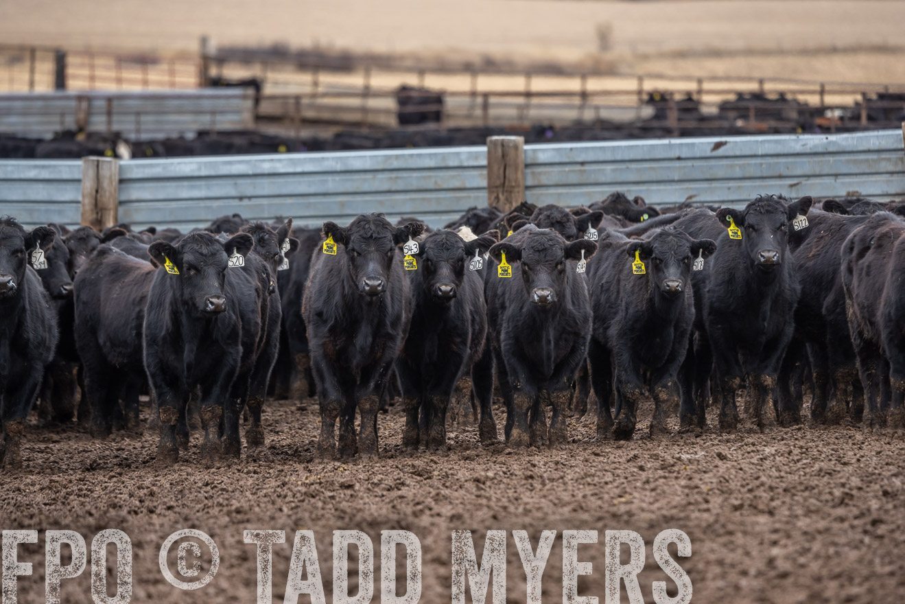 TMyers_PP_LazyJRanch_BurkeSD_Nov2024-524464