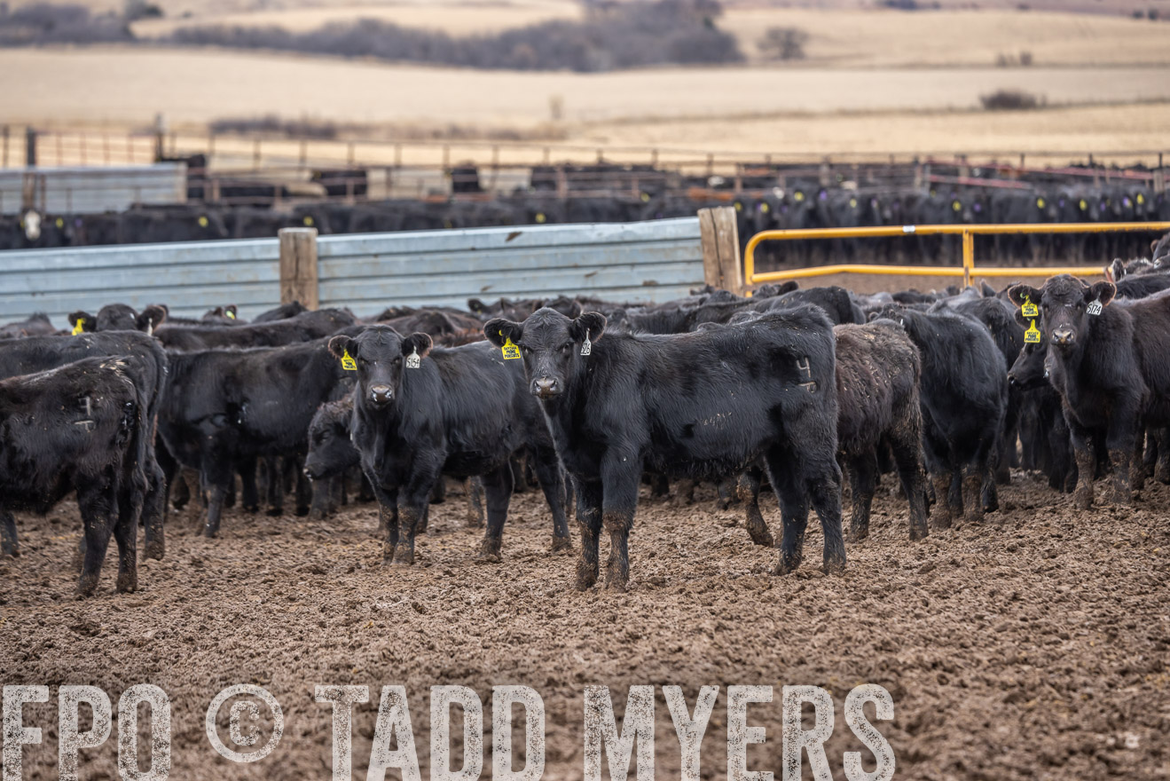 TMyers_PP_LazyJRanch_BurkeSD_Nov2024-524492