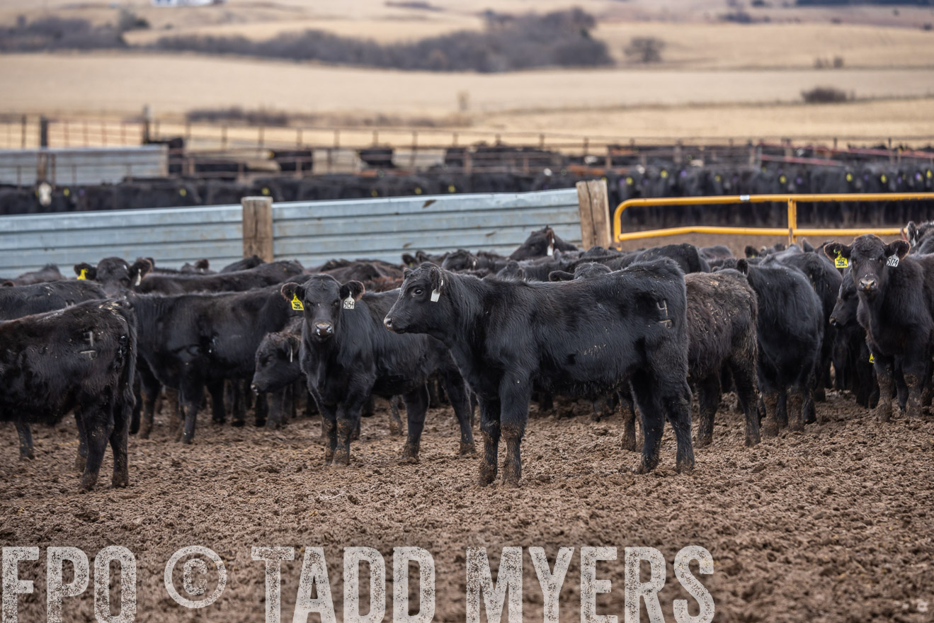 TMyers_PP_LazyJRanch_BurkeSD_Nov2024-524495