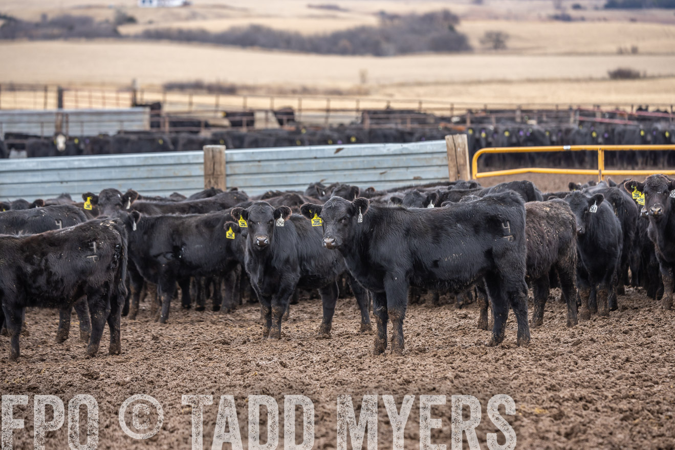 TMyers_PP_LazyJRanch_BurkeSD_Nov2024-524499