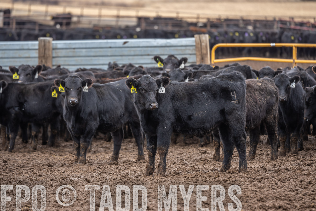 TMyers_PP_LazyJRanch_BurkeSD_Nov2024-524513