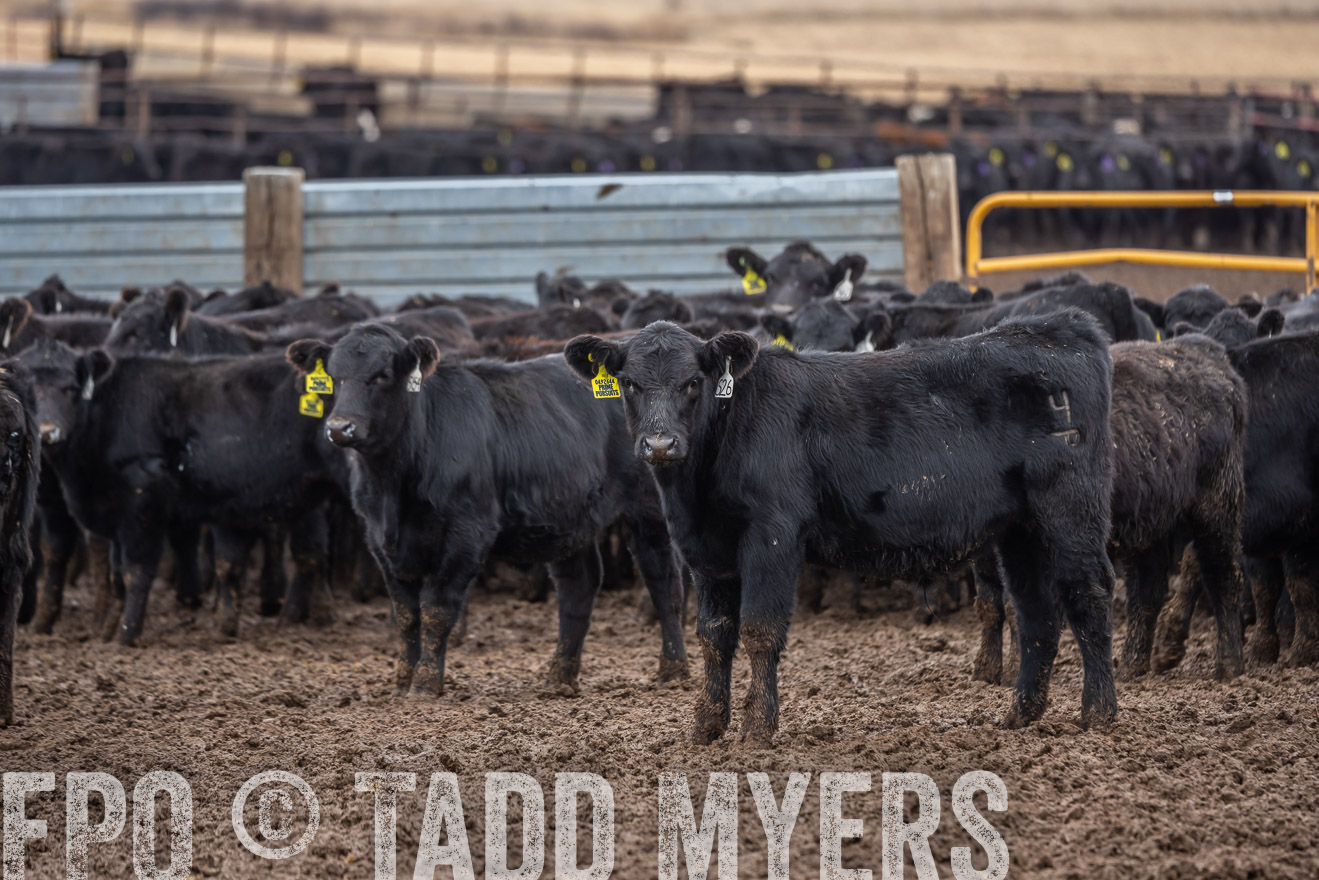 TMyers_PP_LazyJRanch_BurkeSD_Nov2024-524516