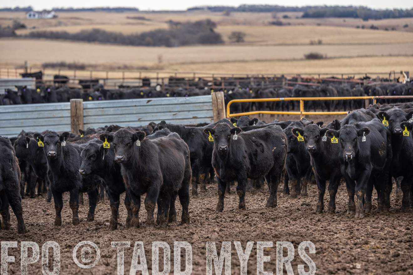 TMyers_PP_LazyJRanch_BurkeSD_Nov2024-524586