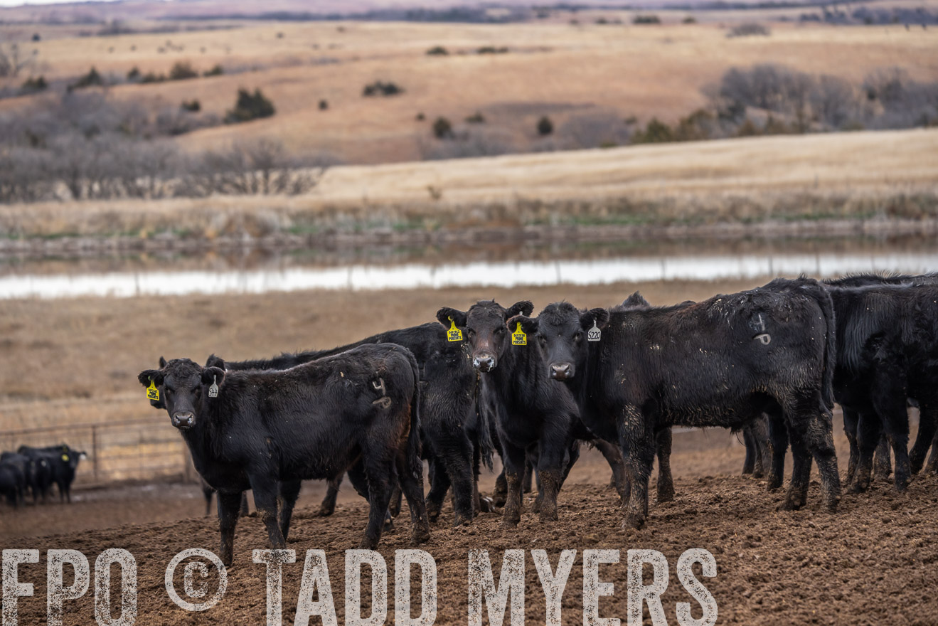 TMyers_PP_LazyJRanch_BurkeSD_Nov2024-524593