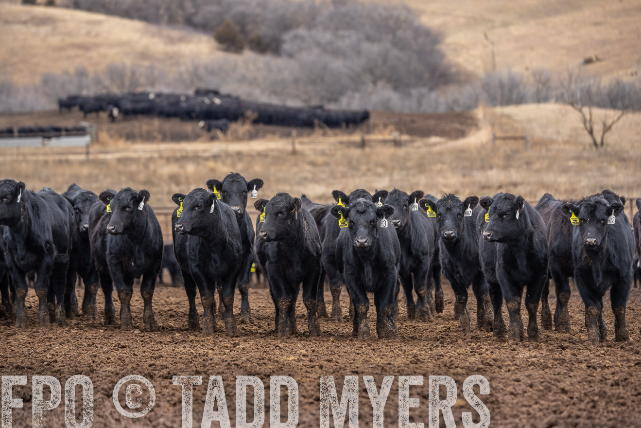 TMyers_PP_LazyJRanch_BurkeSD_Nov2024-524644