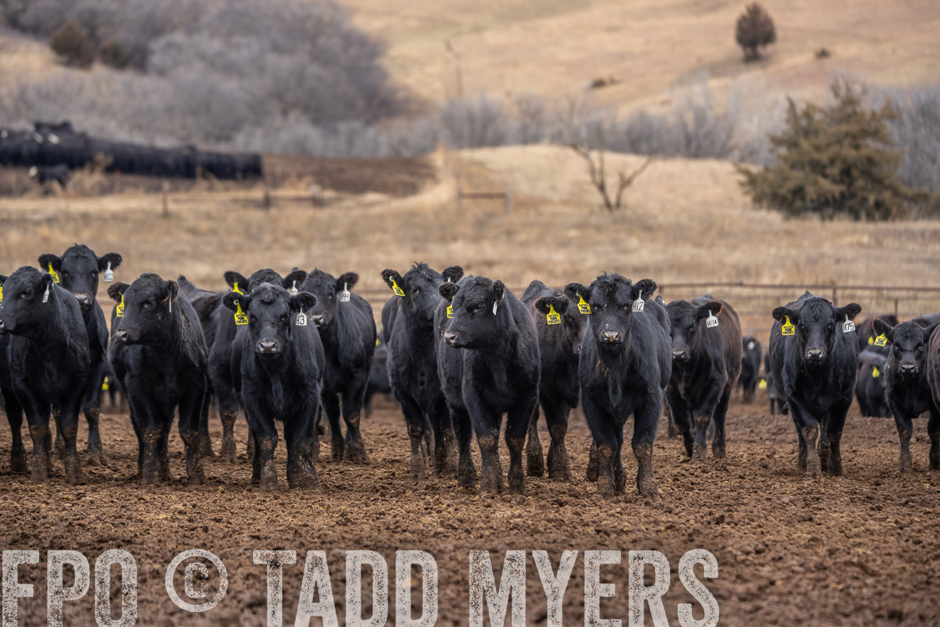 TMyers_PP_LazyJRanch_BurkeSD_Nov2024-524646