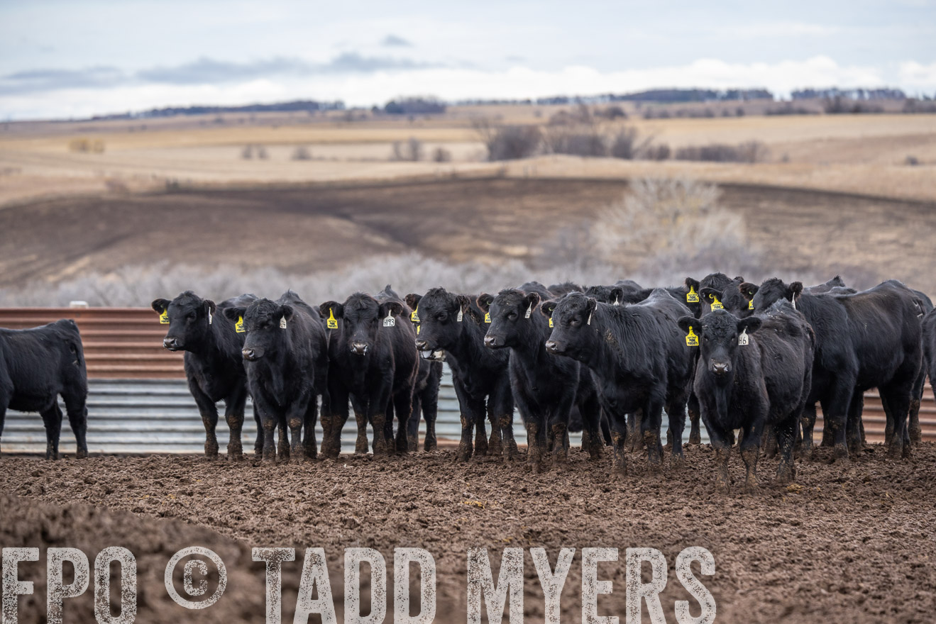 TMyers_PP_LazyJRanch_BurkeSD_Nov2024-524661