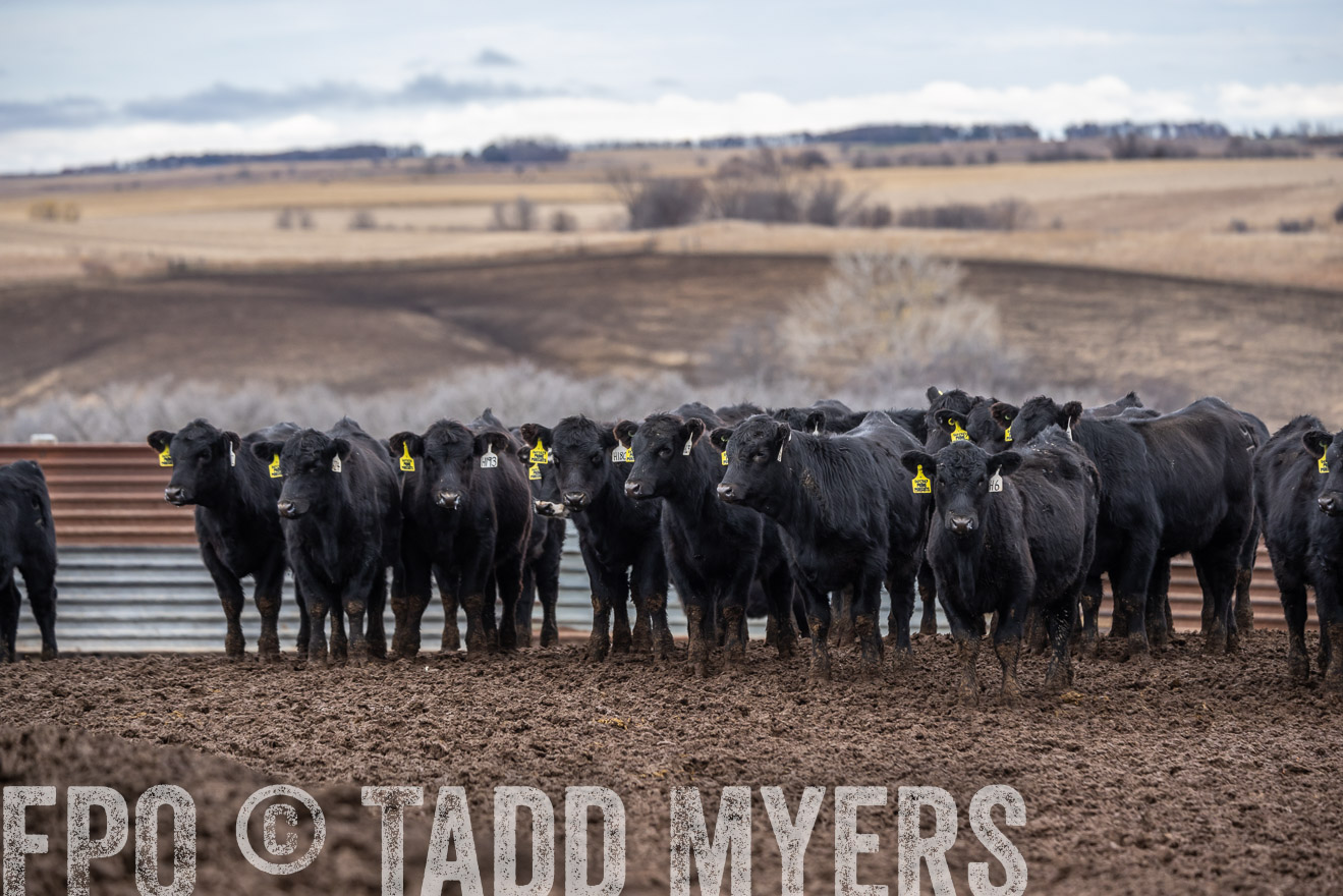 TMyers_PP_LazyJRanch_BurkeSD_Nov2024-524664