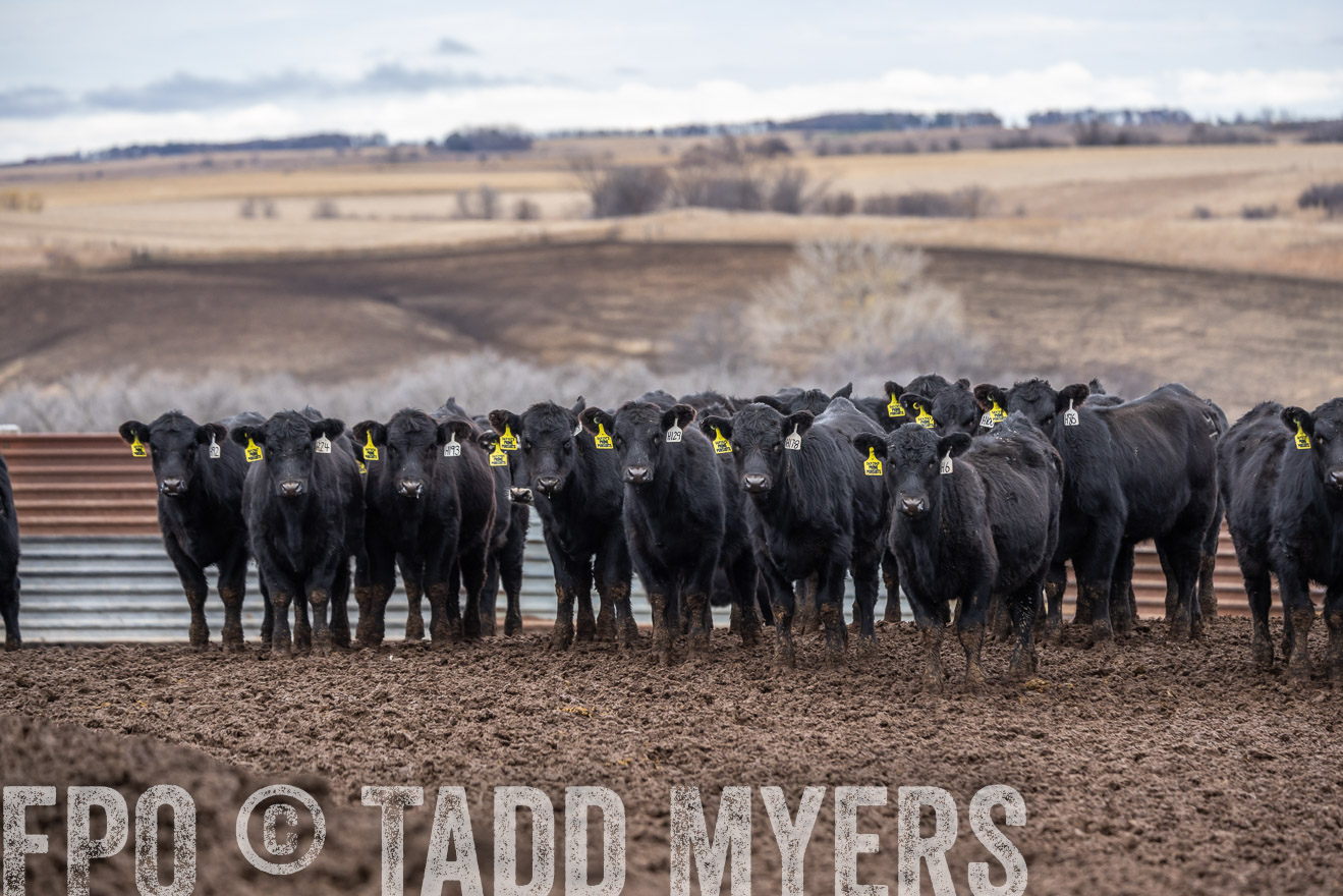 TMyers_PP_LazyJRanch_BurkeSD_Nov2024-524668