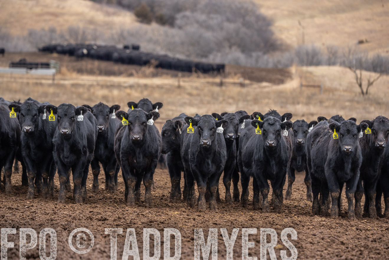 TMyers_PP_LazyJRanch_BurkeSD_Nov2024-524748