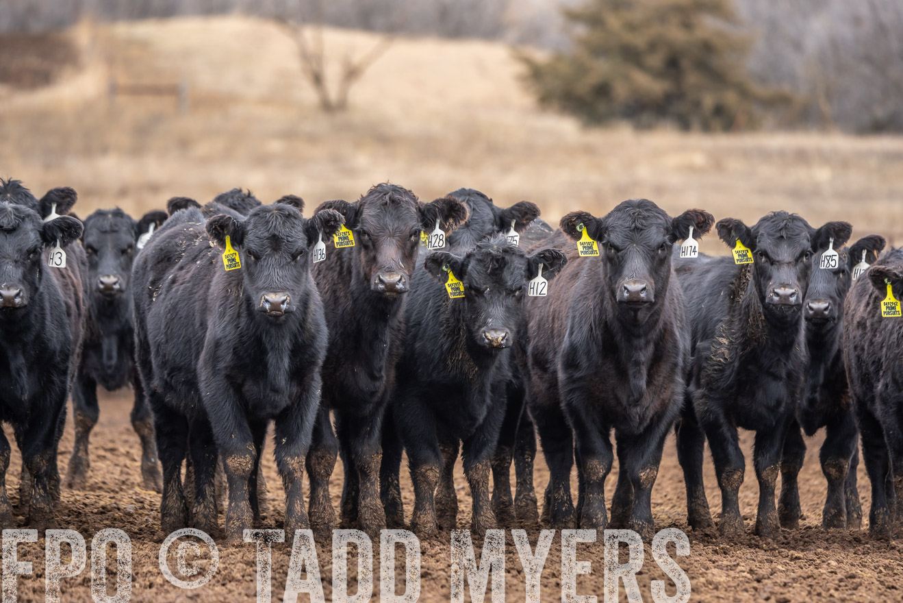 TMyers_PP_LazyJRanch_BurkeSD_Nov2024-524758