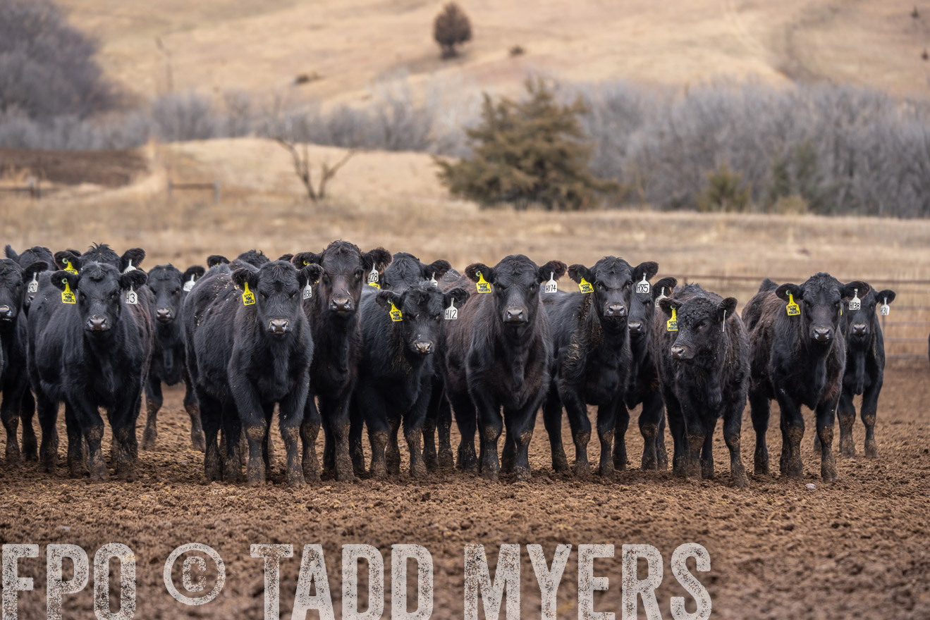 TMyers_PP_LazyJRanch_BurkeSD_Nov2024-524771