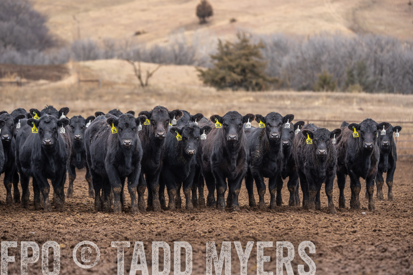 TMyers_PP_LazyJRanch_BurkeSD_Nov2024-524778