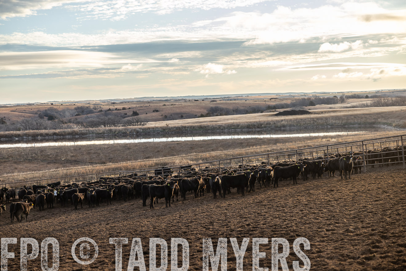TMyers_PP_LazyJRanch_BurkeSD_Nov2024-513474