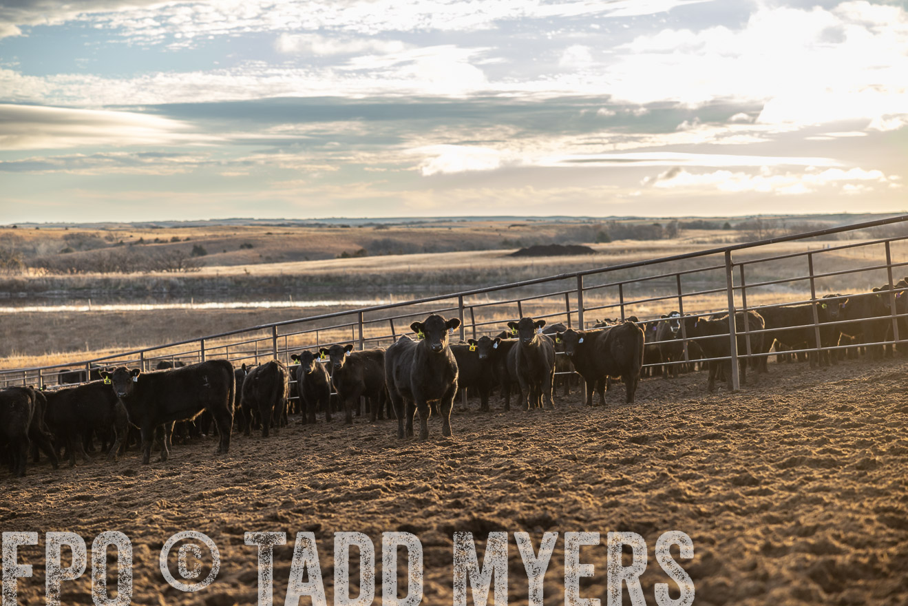 TMyers_PP_LazyJRanch_BurkeSD_Nov2024-513499