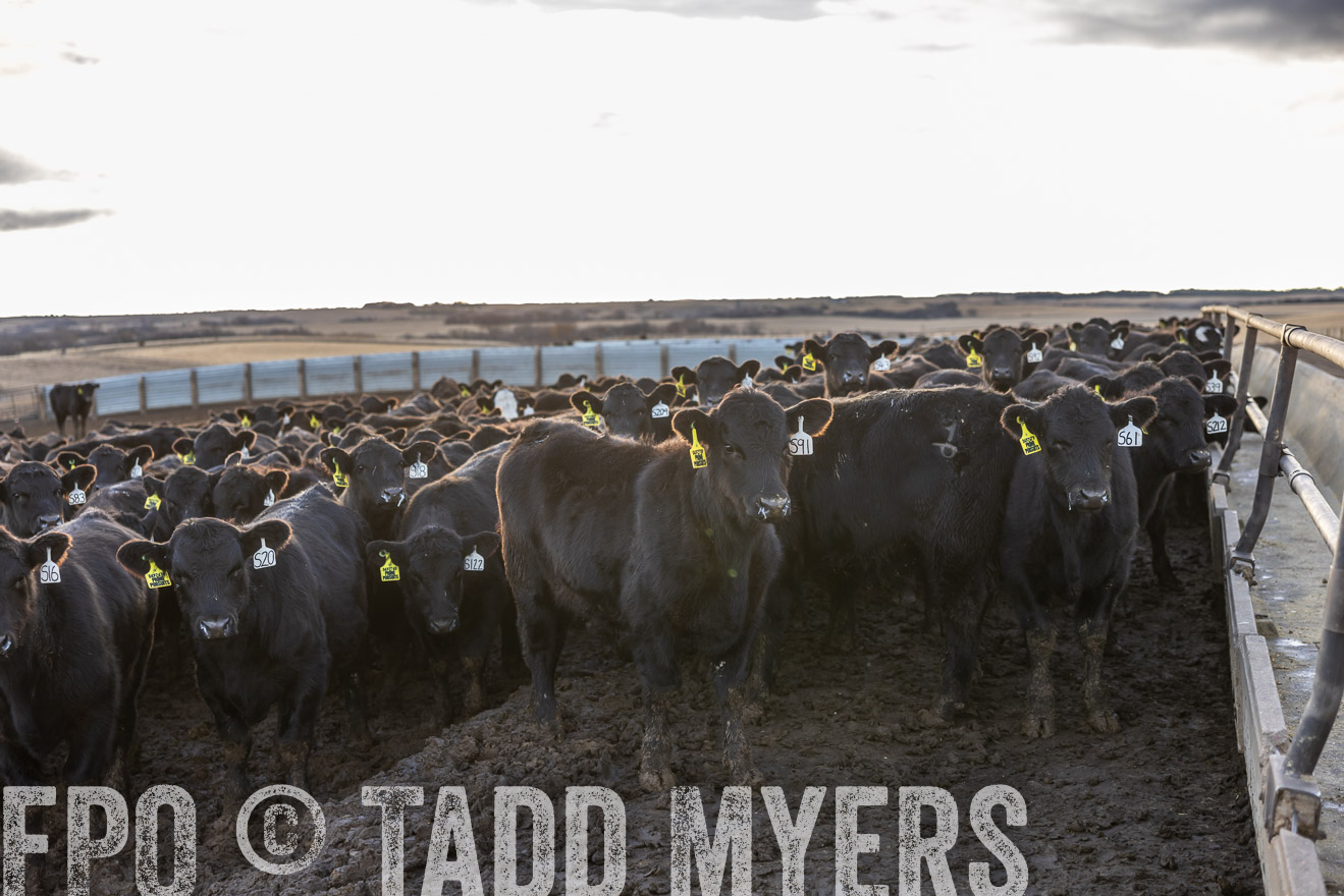TMyers_PP_LazyJRanch_BurkeSD_Nov2024-513680