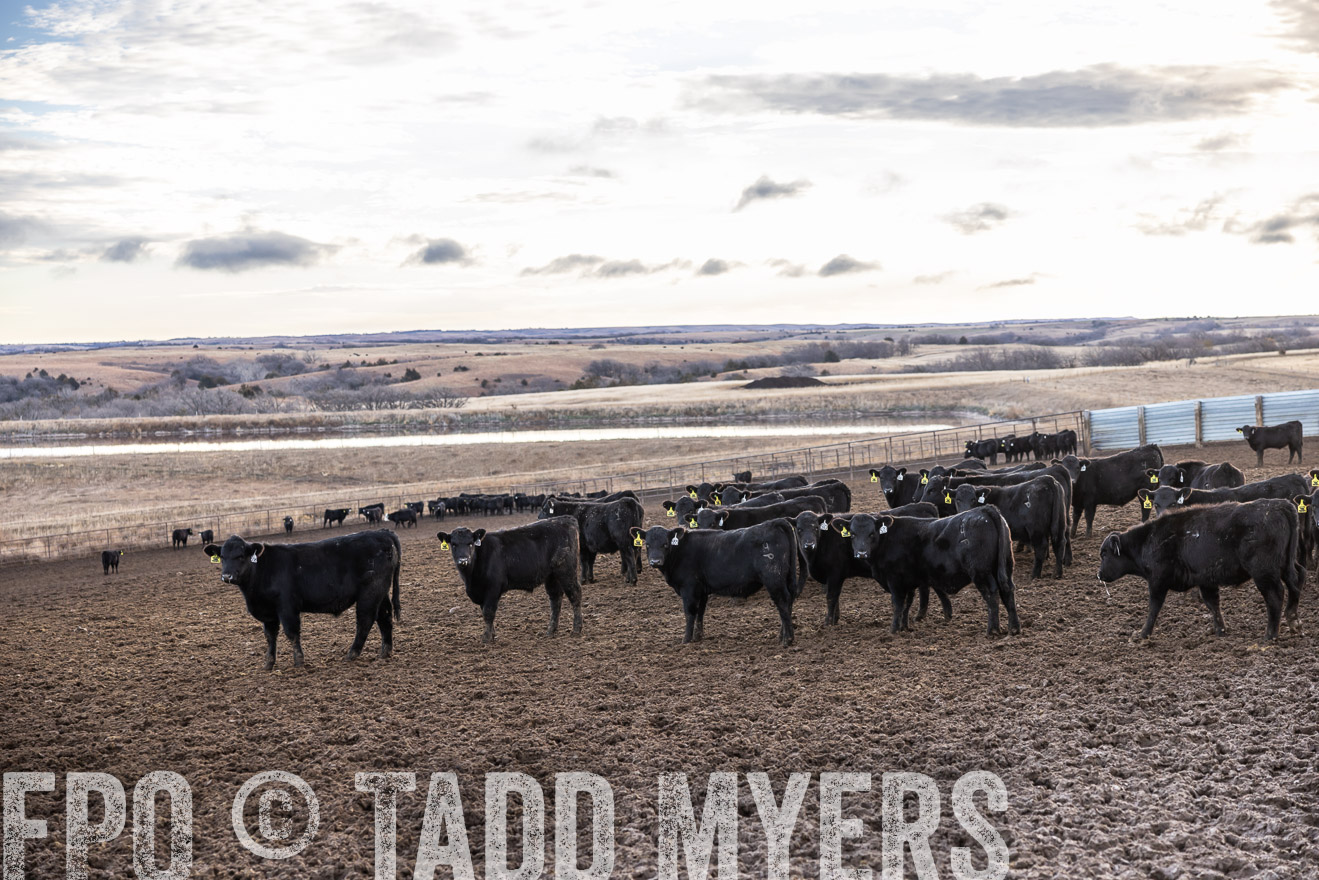 TMyers_PP_LazyJRanch_BurkeSD_Nov2024-513824
