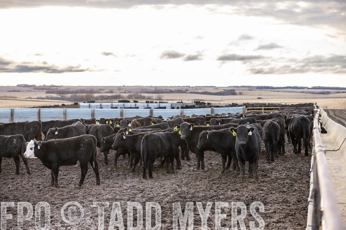 TMyers_PP_LazyJRanch_BurkeSD_Nov2024-513854