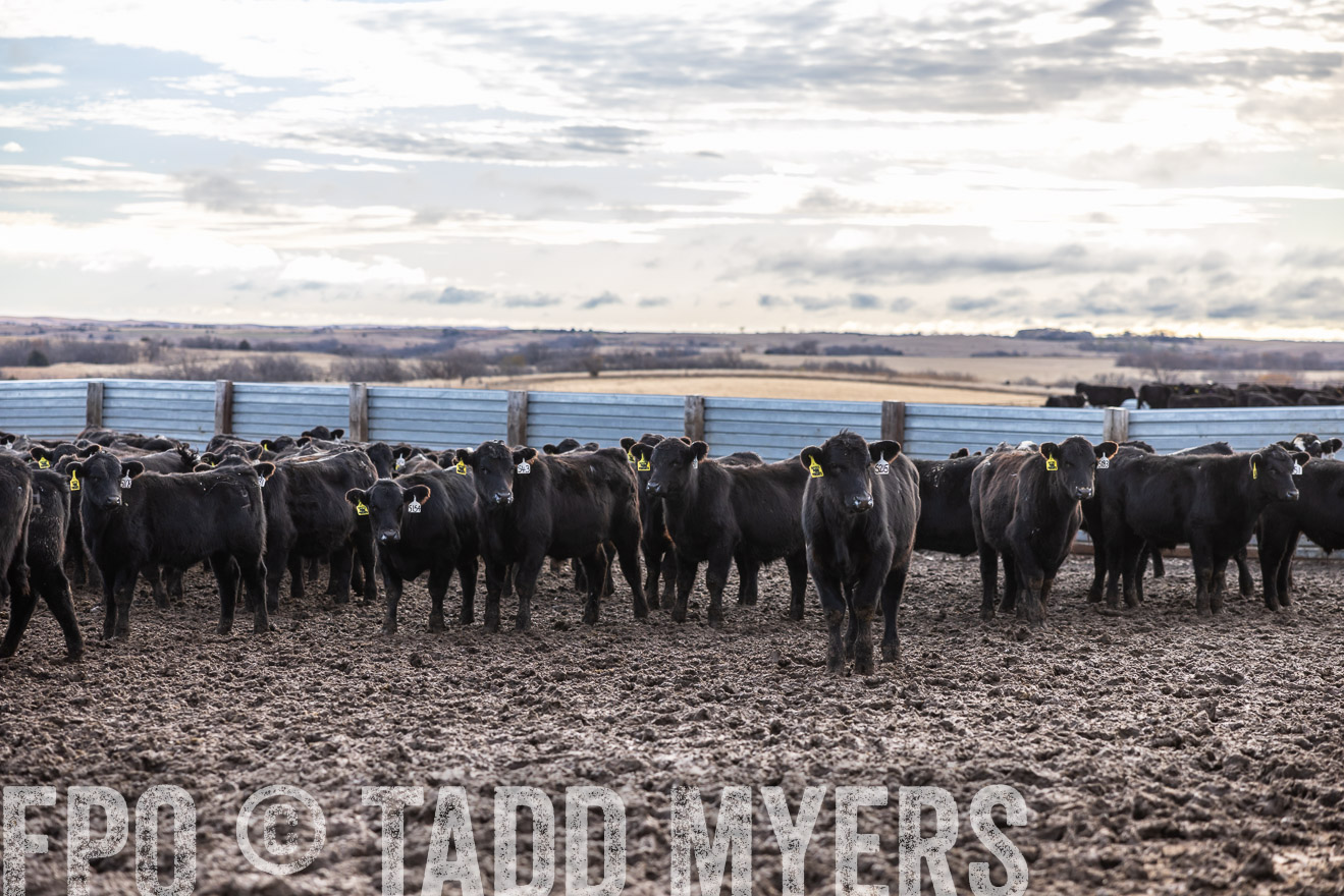 TMyers_PP_LazyJRanch_BurkeSD_Nov2024-514131