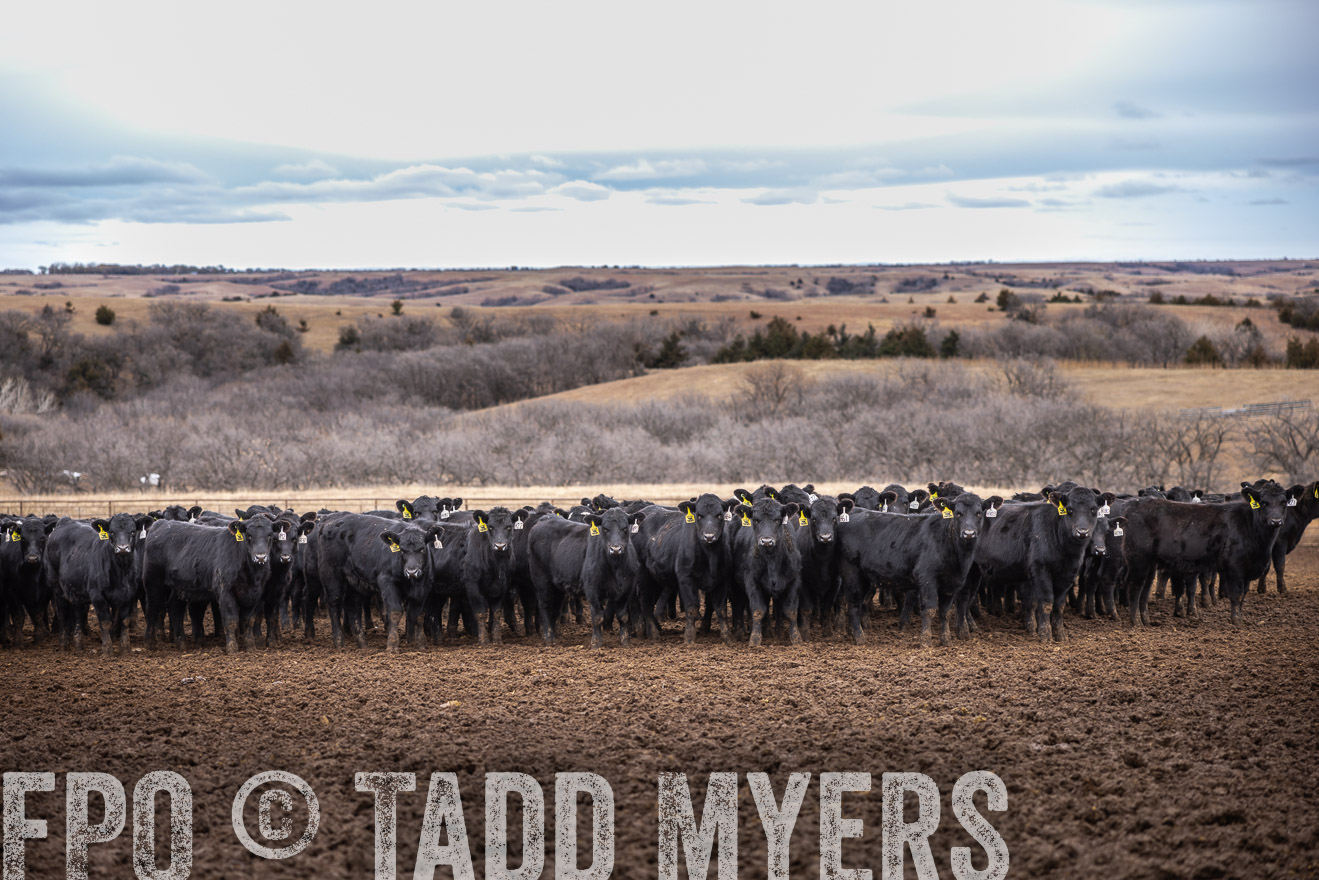 TMyers_PP_LazyJRanch_BurkeSD_Nov2024-514546