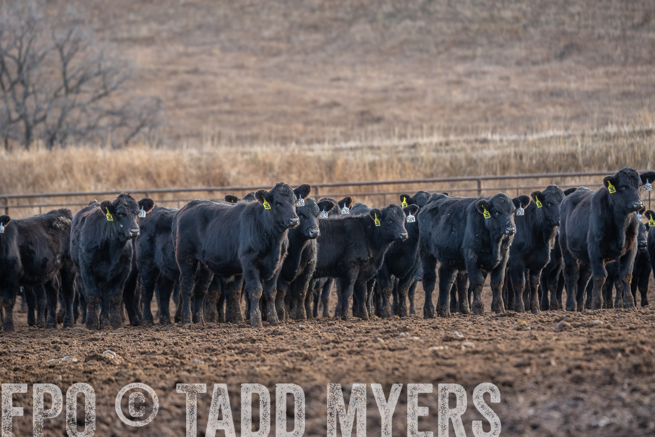 TMyers_PP_LazyJRanch_BurkeSD_Nov2024-523925
