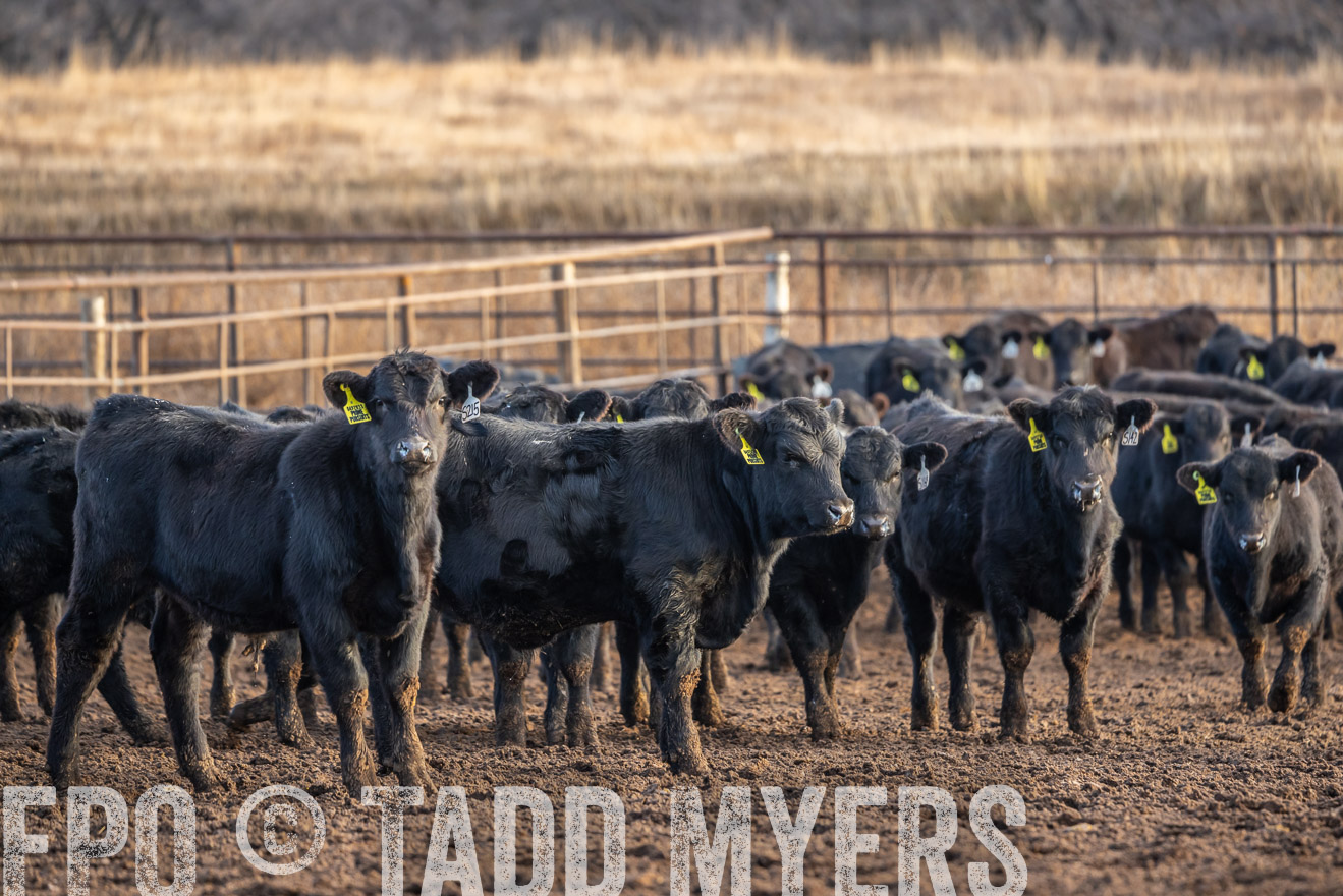TMyers_PP_LazyJRanch_BurkeSD_Nov2024-523971