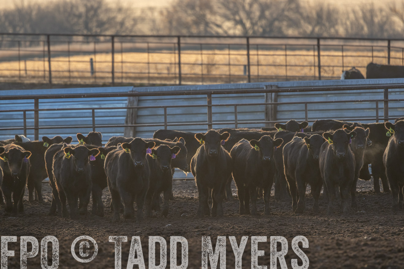 TMyers_PP_LazyJRanch_BurkeSD_Nov2024-523987