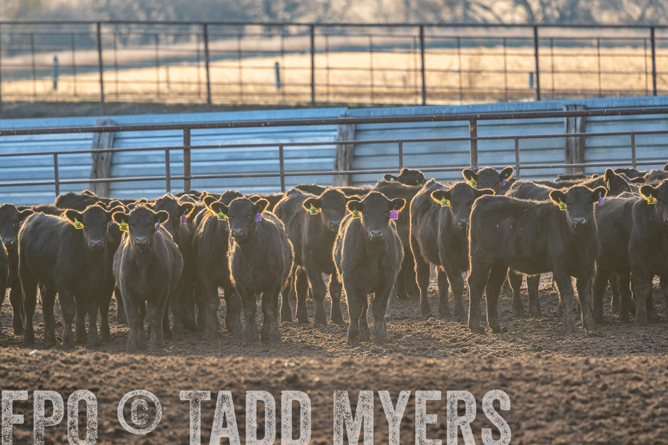 TMyers_PP_LazyJRanch_BurkeSD_Nov2024-524035