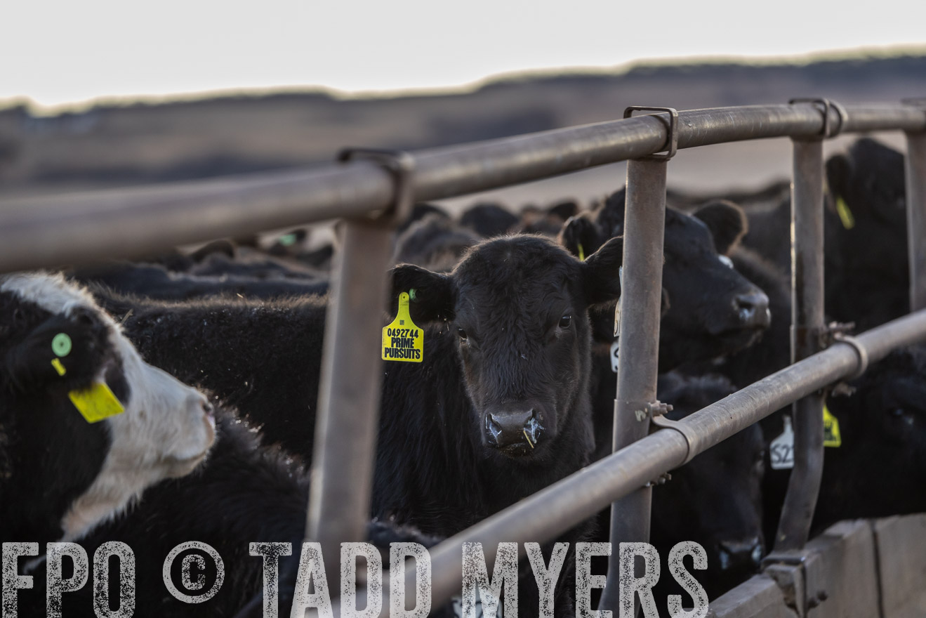 TMyers_PP_LazyJRanch_BurkeSD_Nov2024-524283