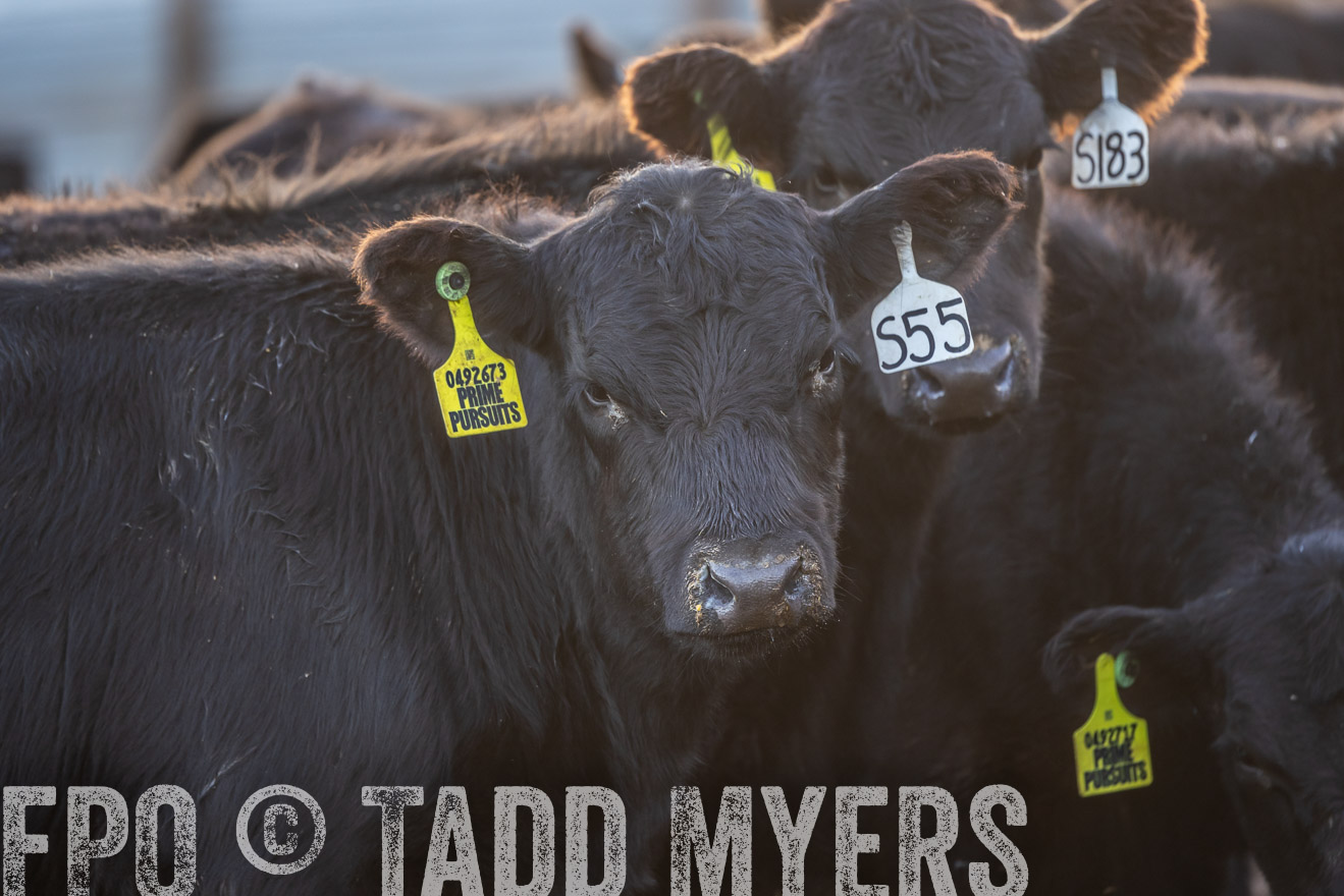 TMyers_PP_LazyJRanch_BurkeSD_Nov2024-524295