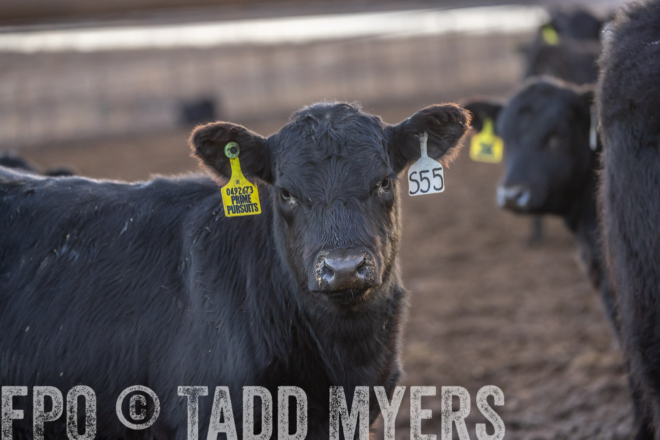 TMyers_PP_LazyJRanch_BurkeSD_Nov2024-524300
