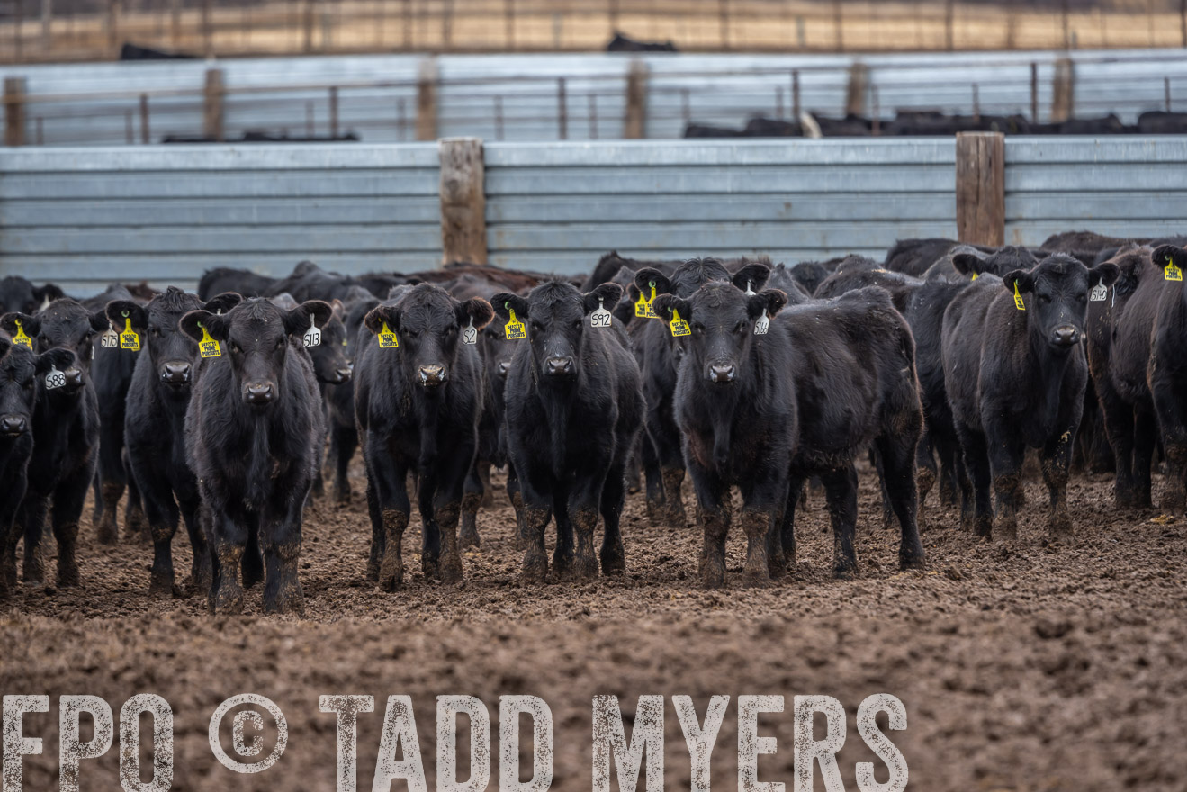 TMyers_PP_LazyJRanch_BurkeSD_Nov2024-524472