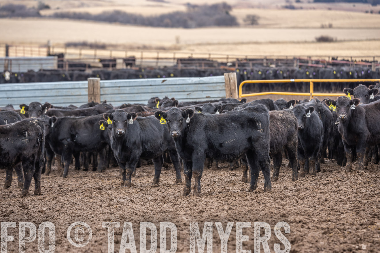 TMyers_PP_LazyJRanch_BurkeSD_Nov2024-524501