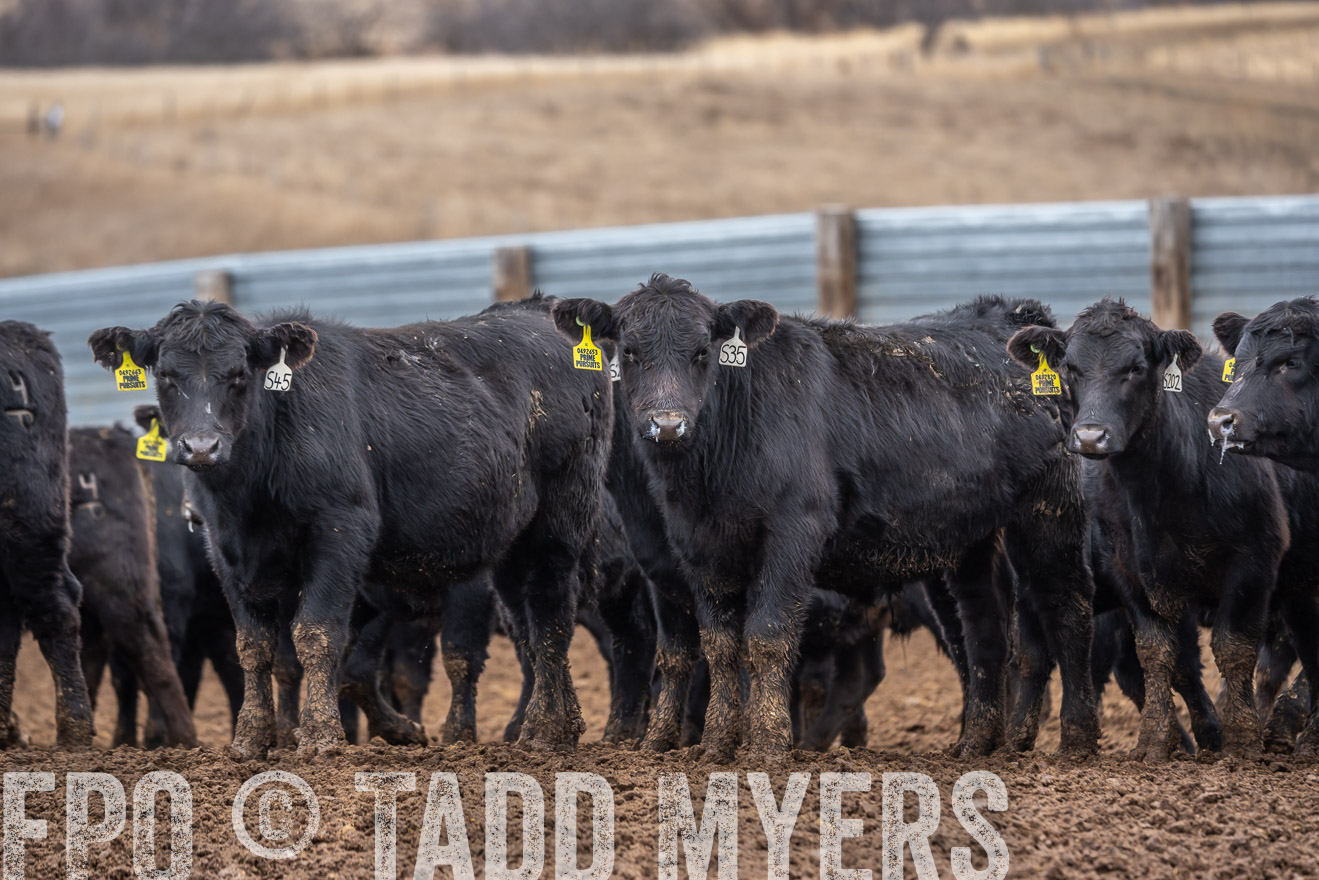 TMyers_PP_LazyJRanch_BurkeSD_Nov2024-524576