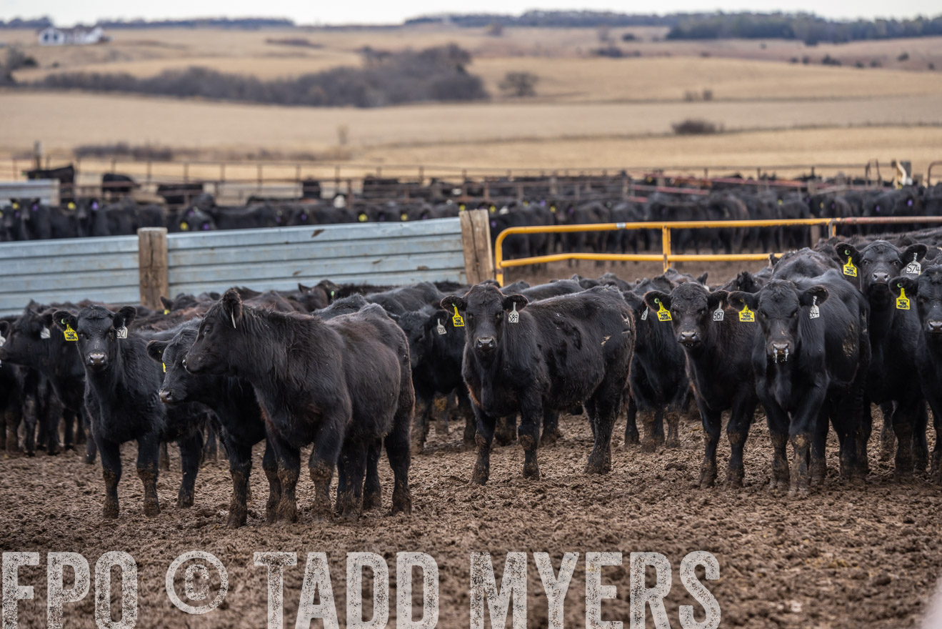 TMyers_PP_LazyJRanch_BurkeSD_Nov2024-524591