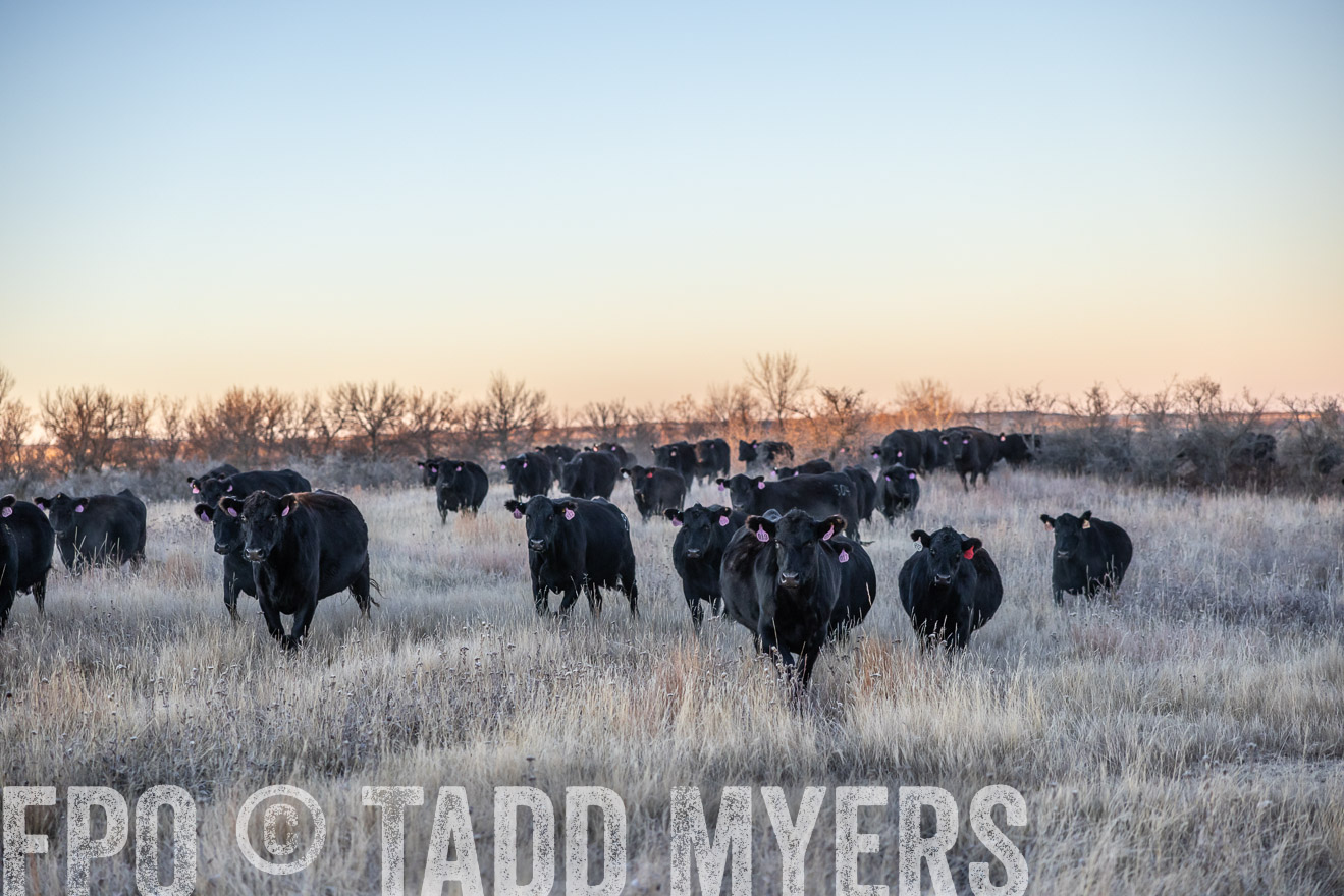 TMyers_PP_MalkowskiRanch_FairfieldND_Nov2024-515581
