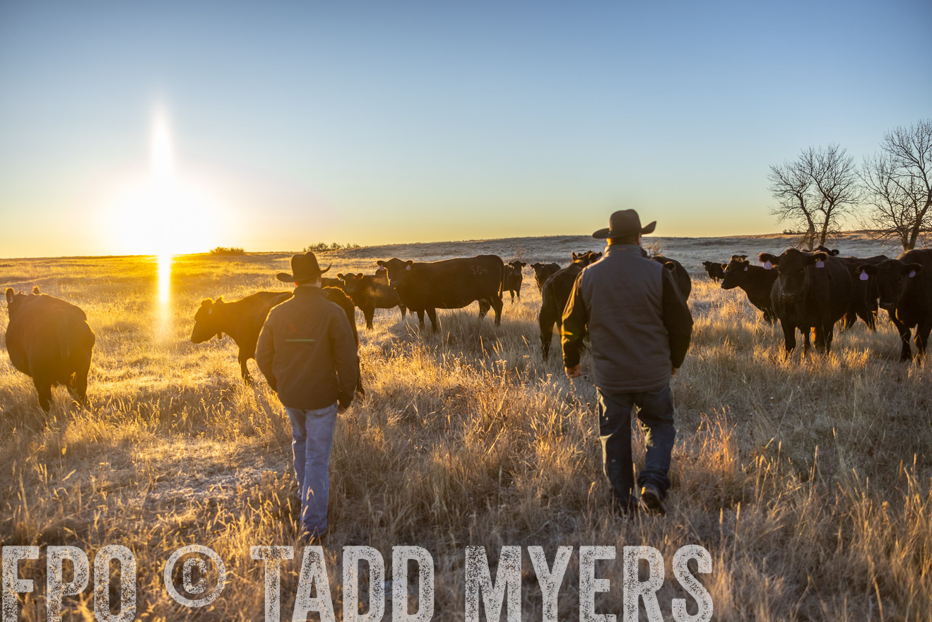 TMyers_PP_MalkowskiRanch_FairfieldND_Nov2024-515801