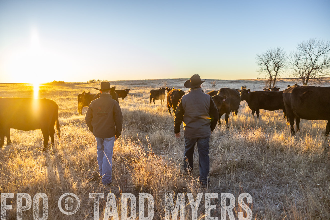 TMyers_PP_MalkowskiRanch_FairfieldND_Nov2024-515805