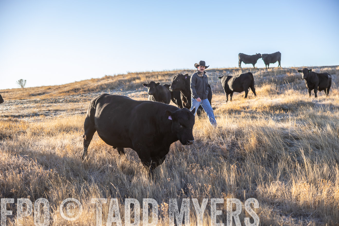 TMyers_PP_MalkowskiRanch_FairfieldND_Nov2024-516156