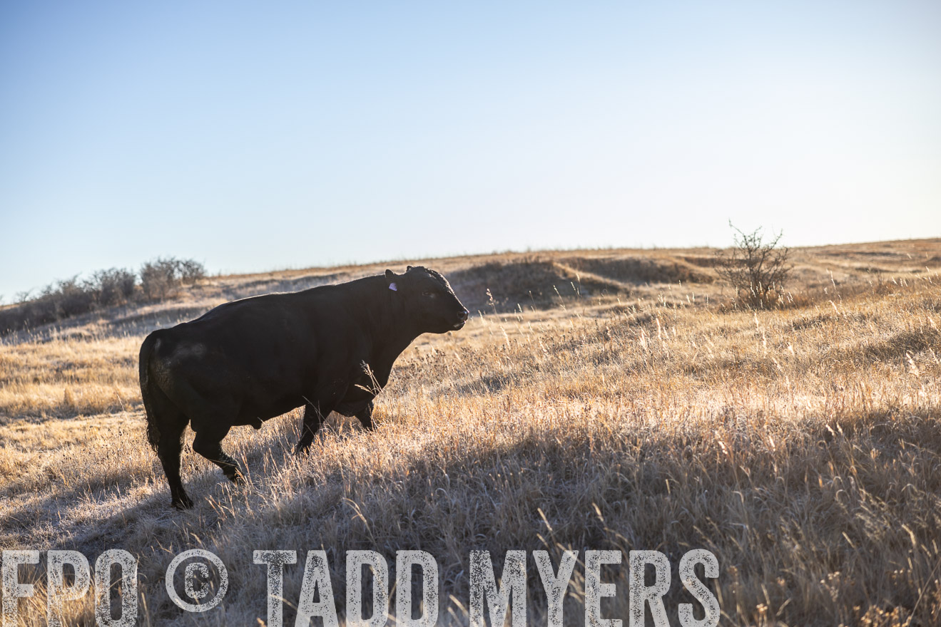 TMyers_PP_MalkowskiRanch_FairfieldND_Nov2024-516173